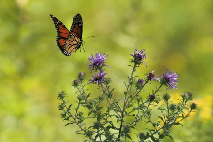 butterfly of happiness